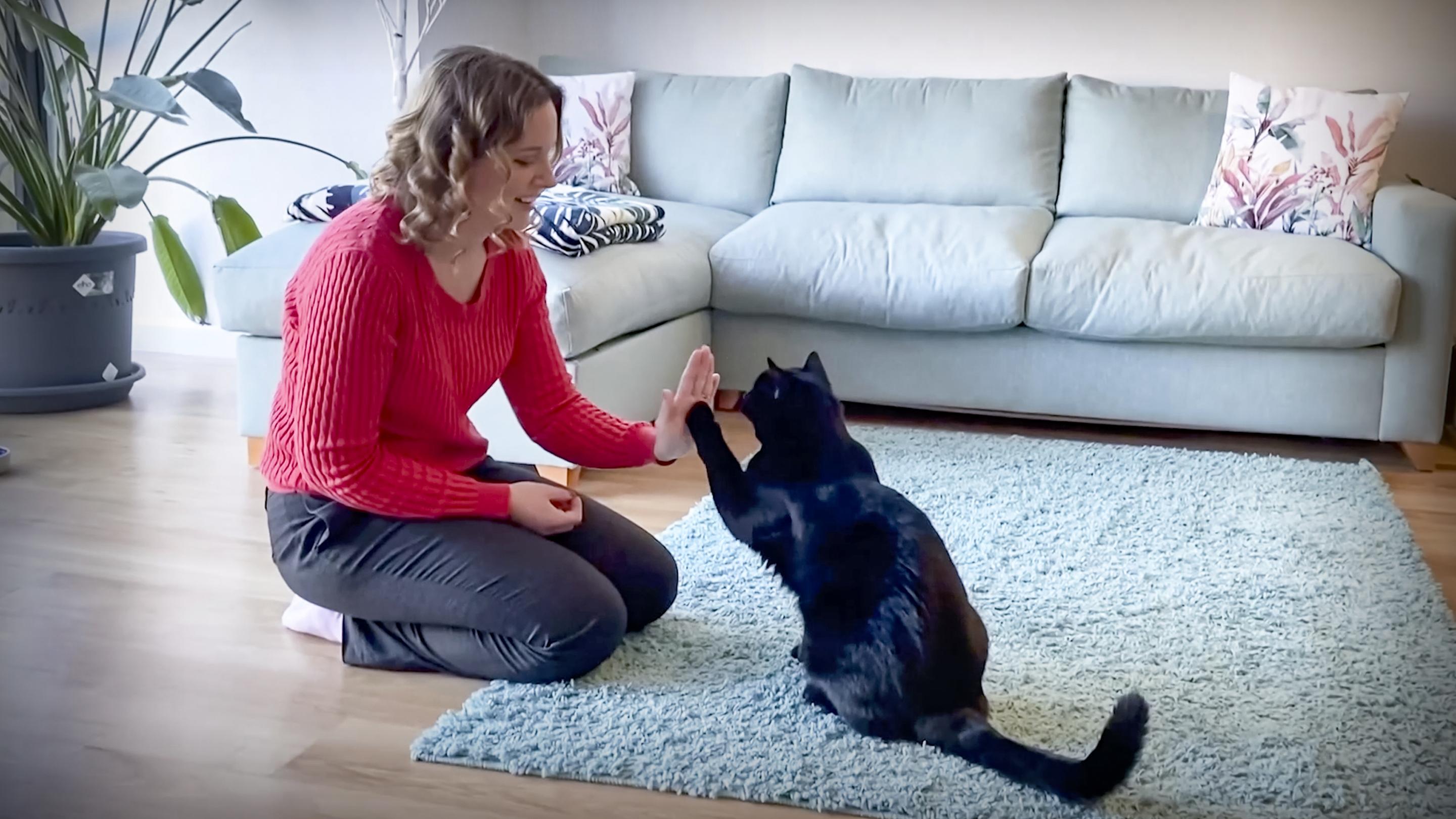 How to make your cat happier — in 3 minutes | Nicky Trevorrow