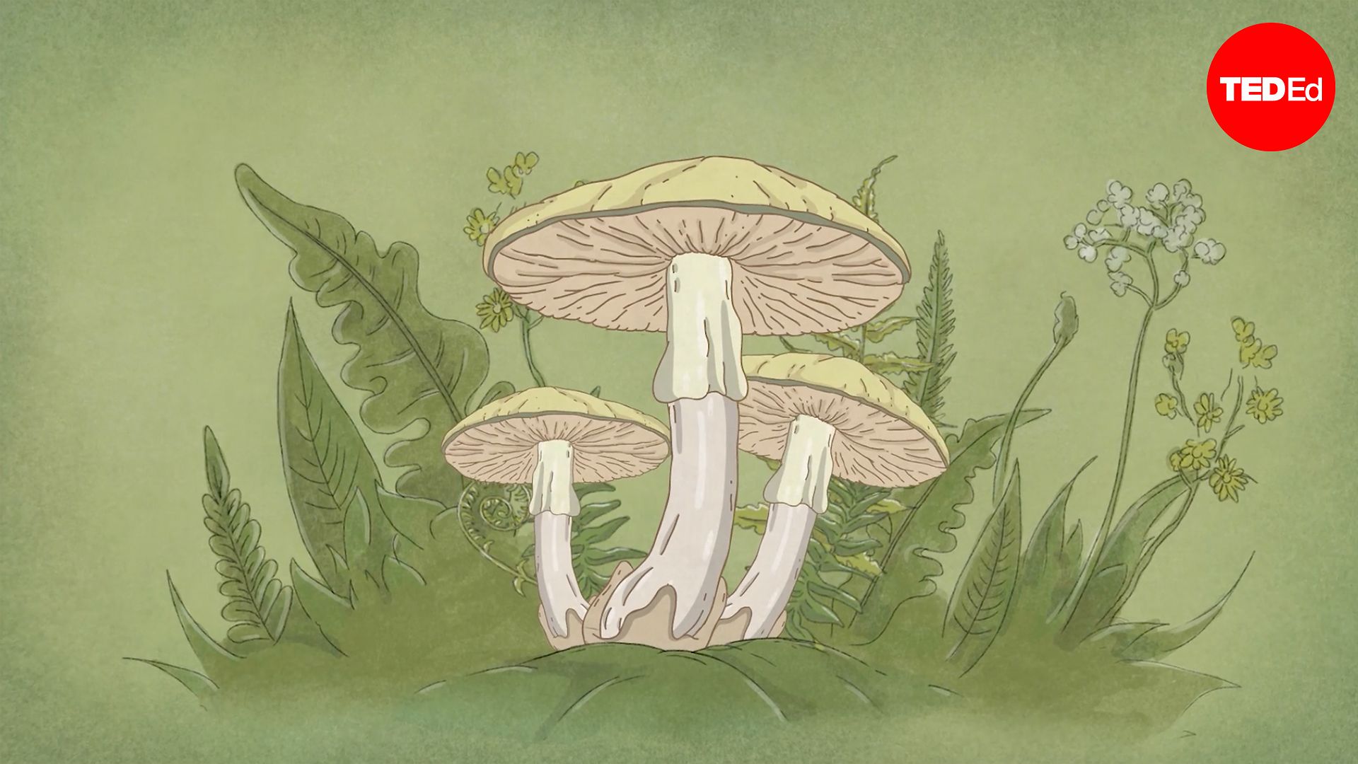This mushroom will kill you before you know what’s happening
