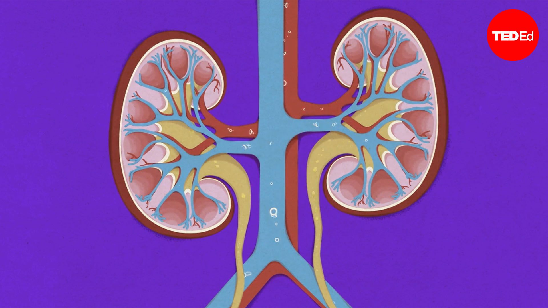 How does kidney transplant surgery work?