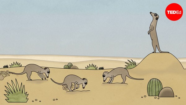 Ashley Ward: Why animals help each other