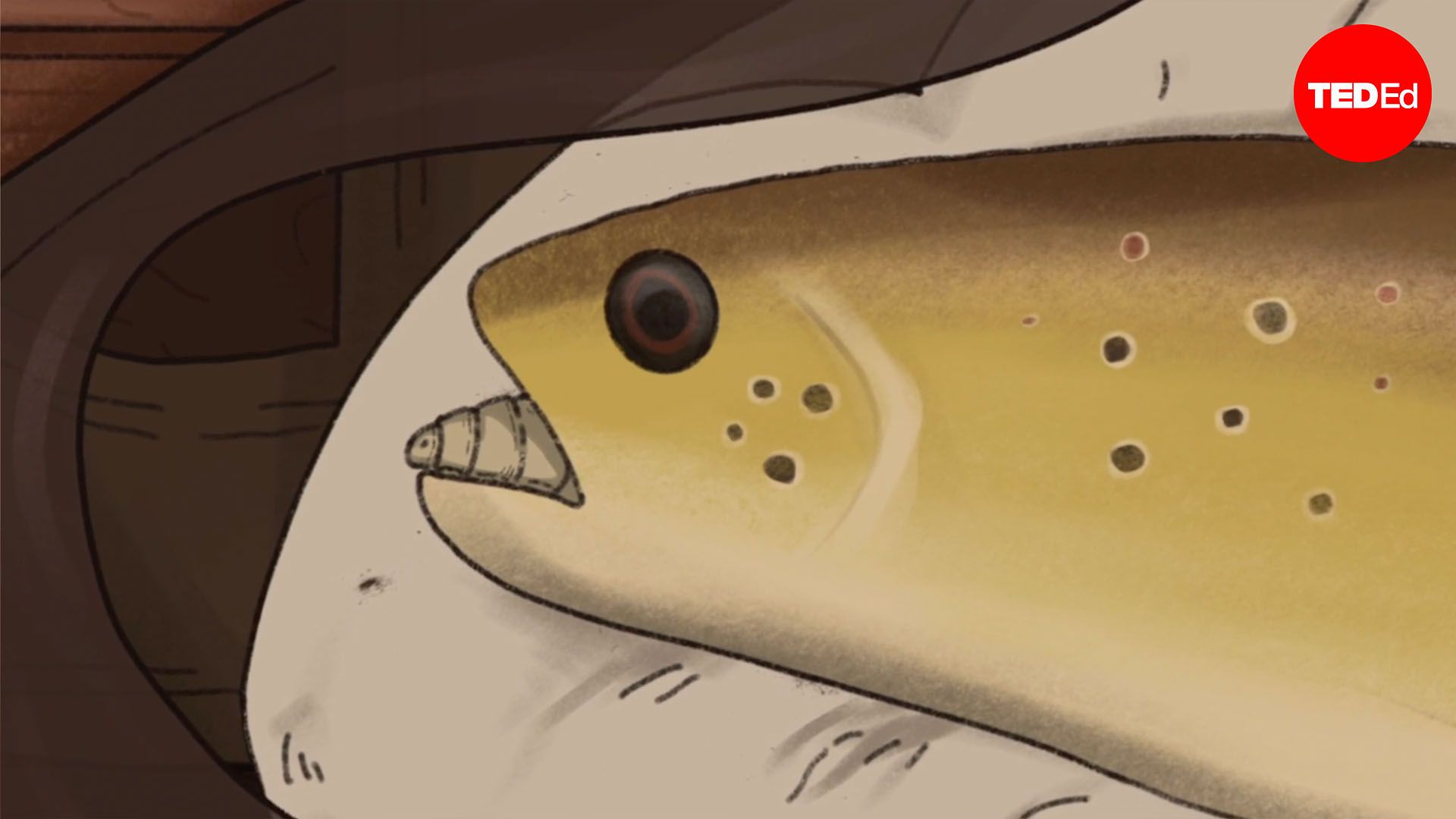 One of the animal kingdom’s strangest relationships