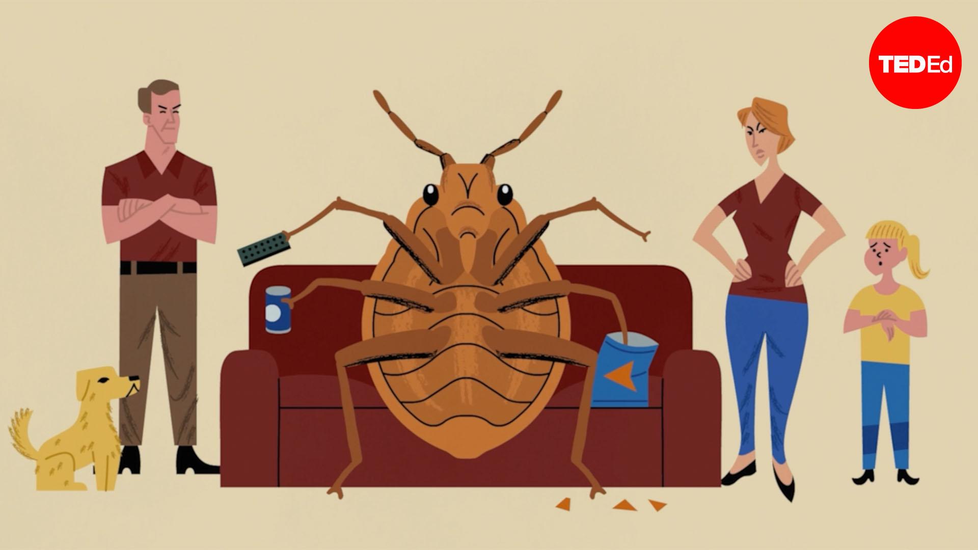 Why is it so hard to get rid of bed bugs?