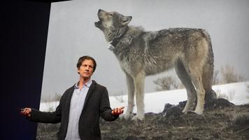 Jeffrey T. Reed: Can AI help us speak with wolves?