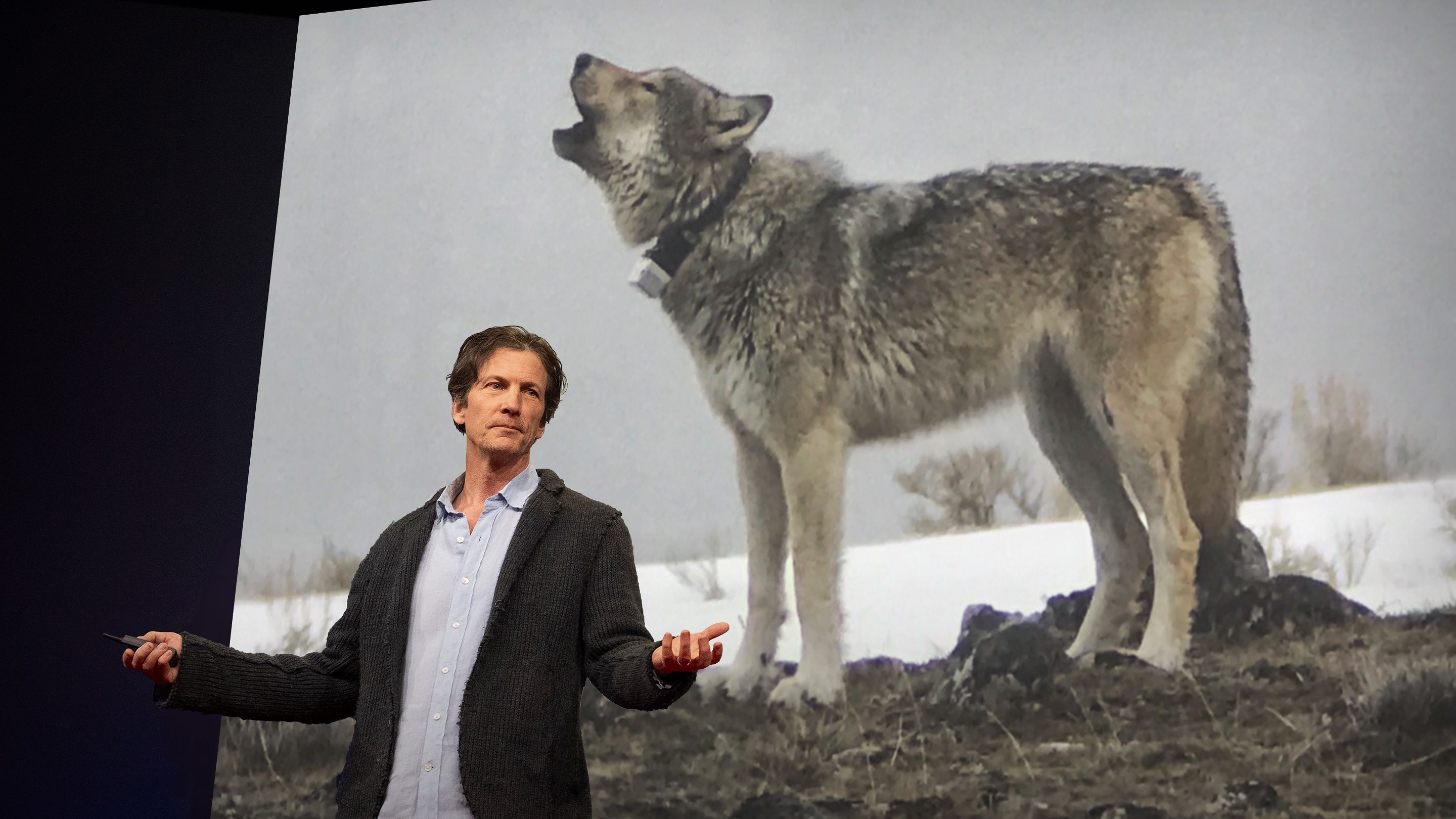 Can AI help us speak with wolves?