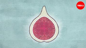 Carolyn Beans: Are there really dead wasps in figs?