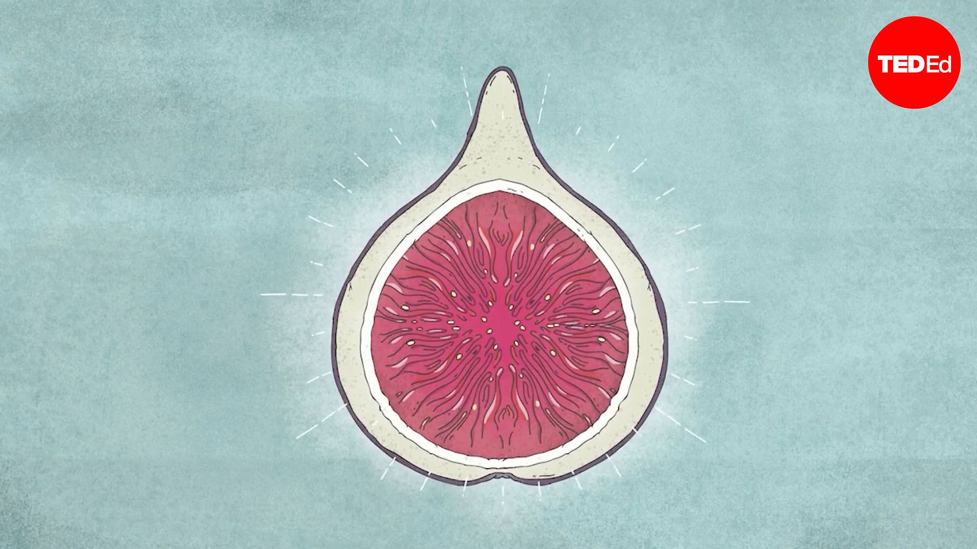 Are there really dead wasps in figs?