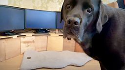 What happens when your dog uses the internet