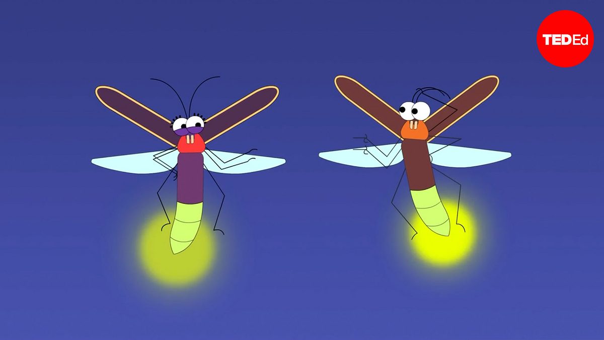 Firefly Talking Emily A. Geest: Mood lighting, mating, and murder: The scintillating ...