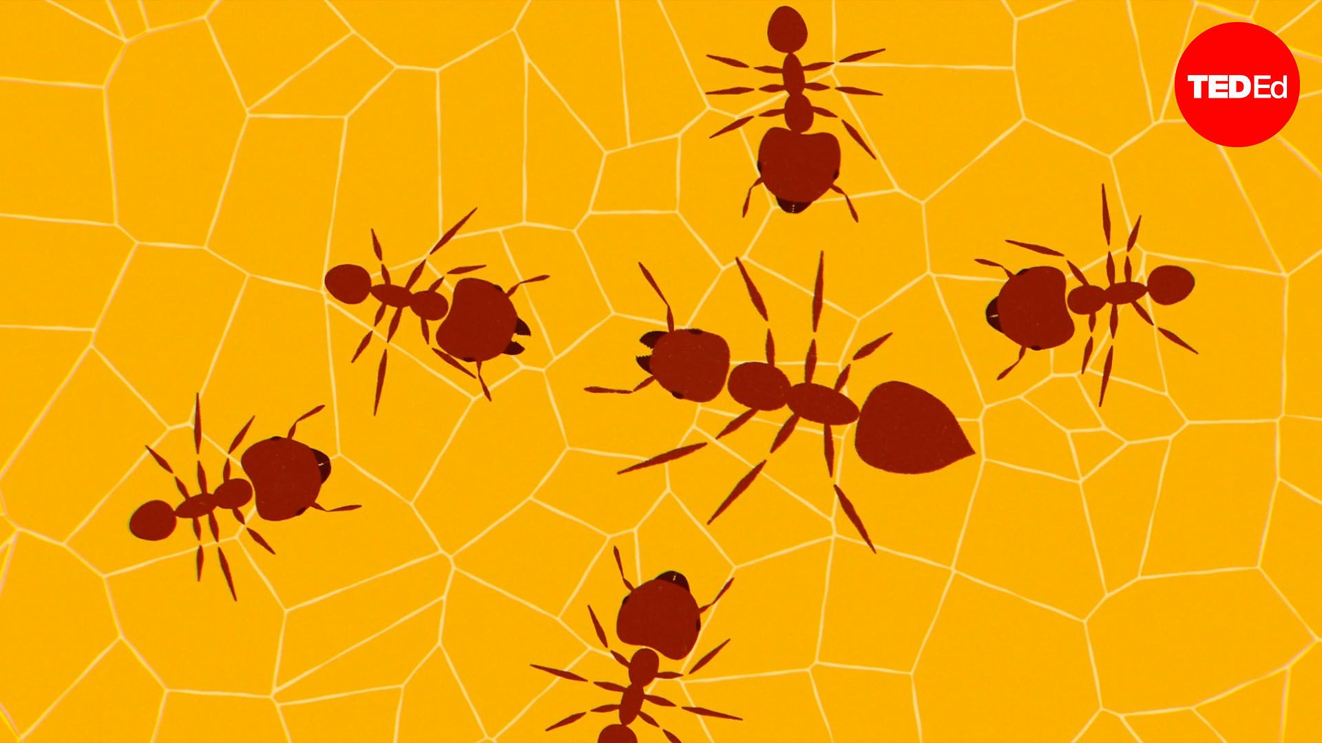 Can you figure out the savanna mystery?