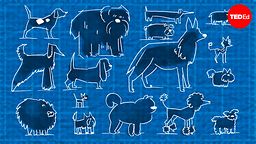 Why are there so many different kinds of dogs?