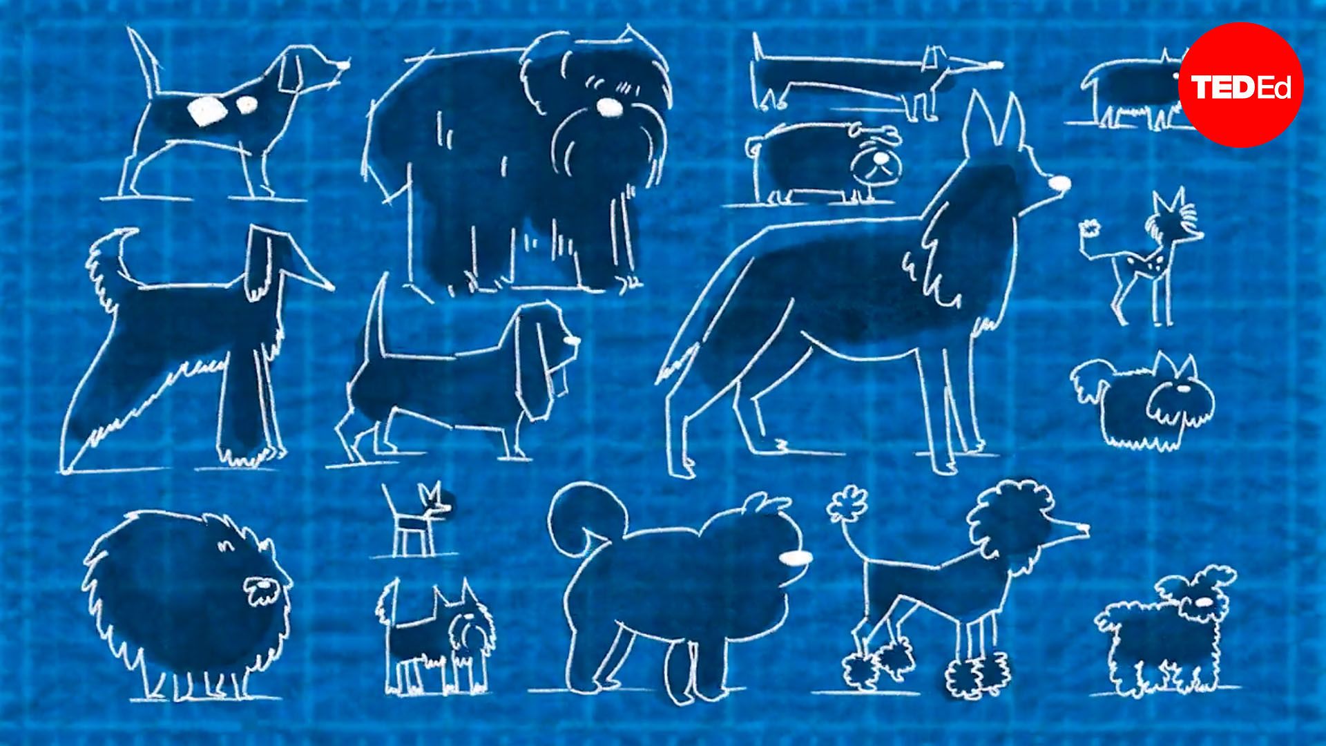 Why are there so many different kinds of dogs?