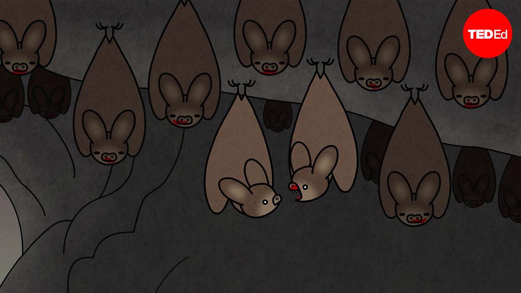 Beneath the Moon: What Vampire Bats Can Teach Us About Survival, Community, and Change Cover