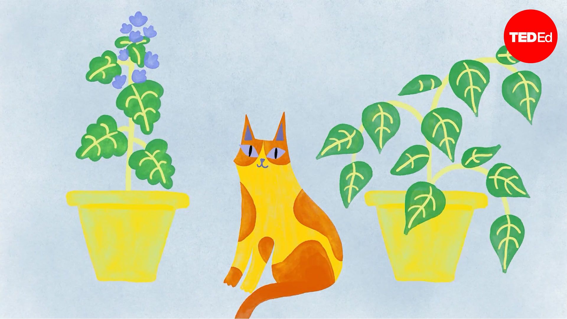 Why does catnip make cats go crazy?