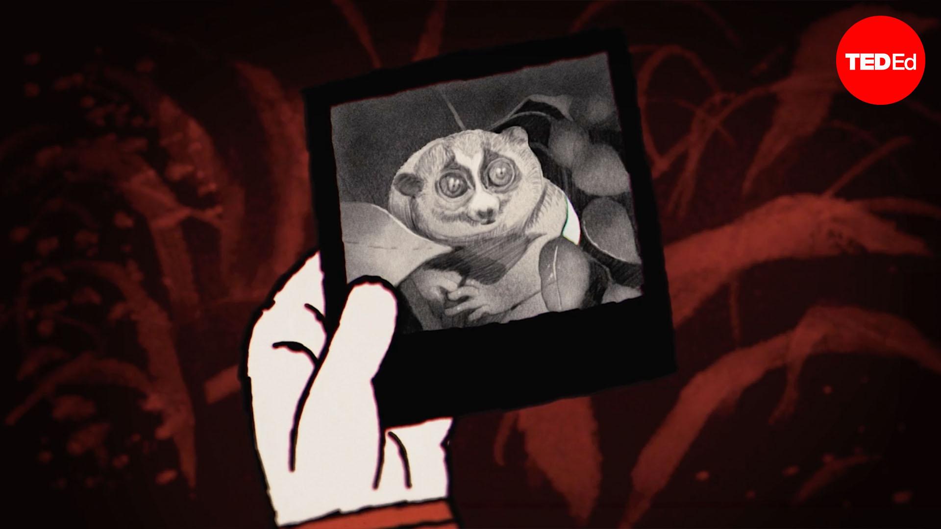 Meet the slow loris, the only venomous primate in existence