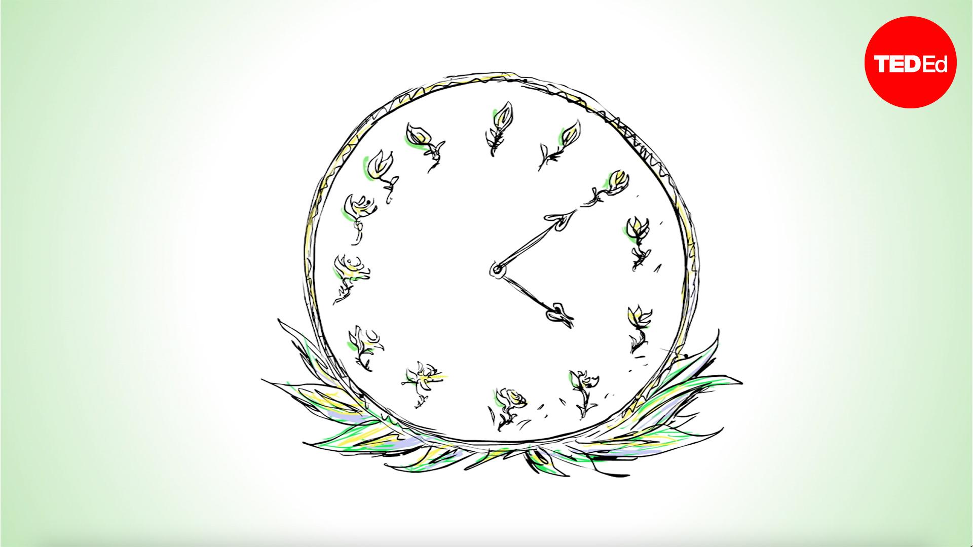 How plants tell time