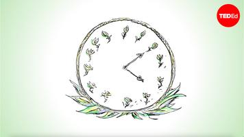 Dasha Savage: How plants tell time