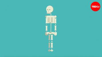 Nina Tandon: How to grow a bone