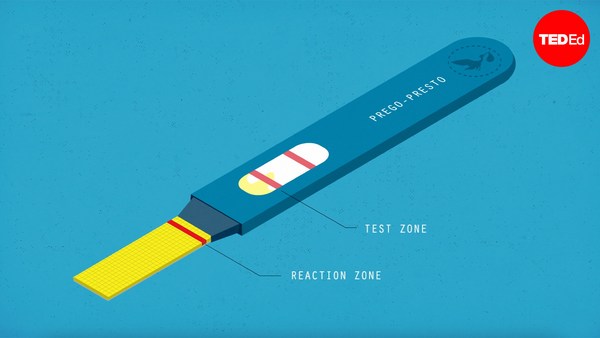 Tien Nguyen: How do pregnancy tests work?