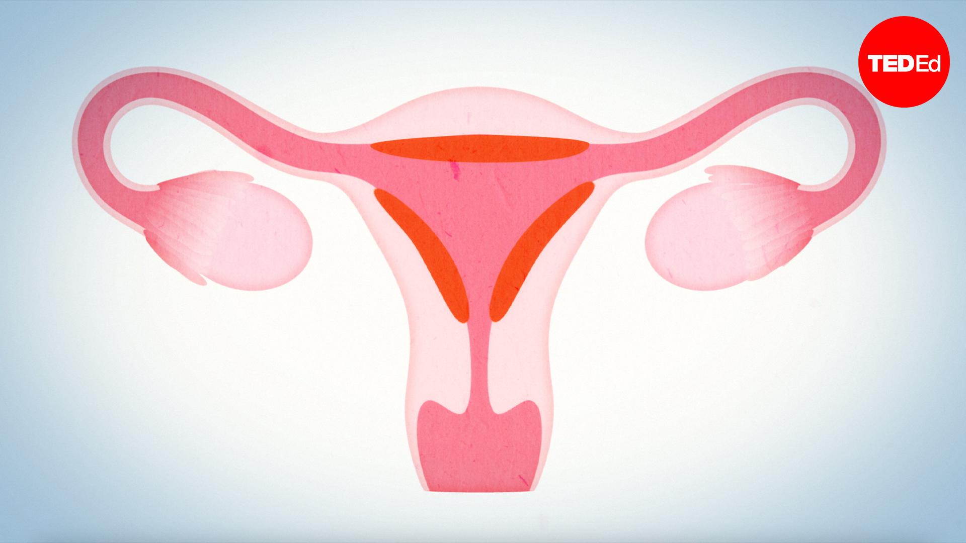 How menstruation works