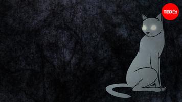 Anna Stöckl: How do animals see in the dark?