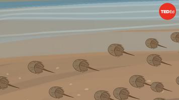 Elizabeth Cox: Why do we harvest horseshoe crab blood?