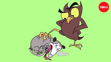 Tierney Thys: The surprising reasons animals play dead