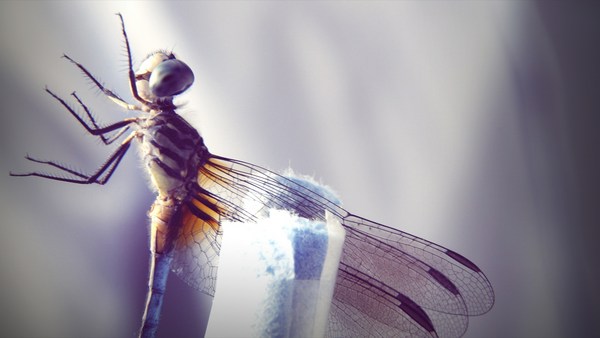 Greg Gage: How a dragonfly's brain is designed to kill