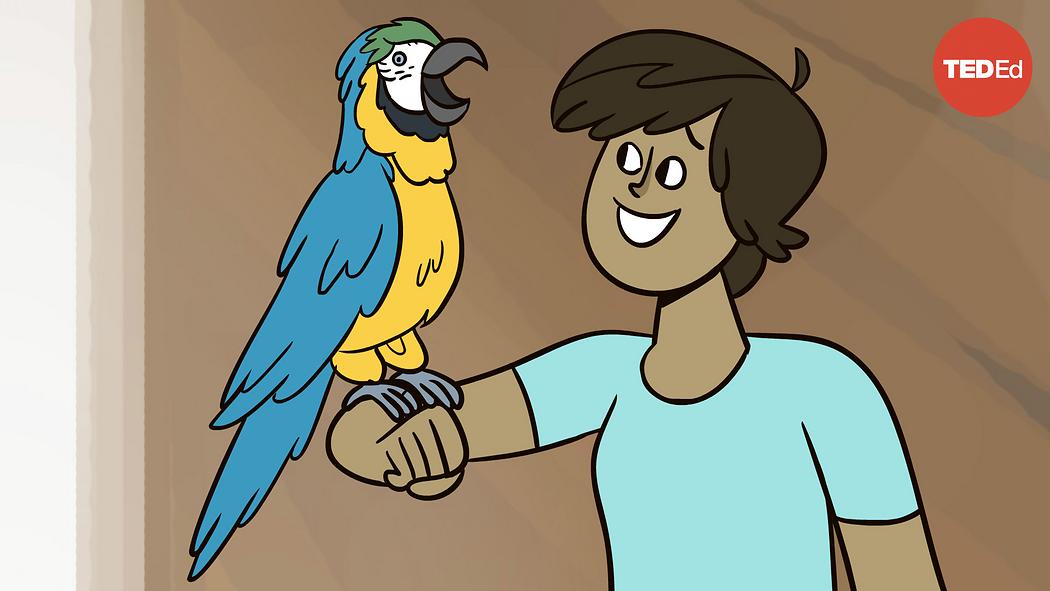 Grace Smith-Viduarre and Tim Wright: Why can parrots talk?  TED Talk