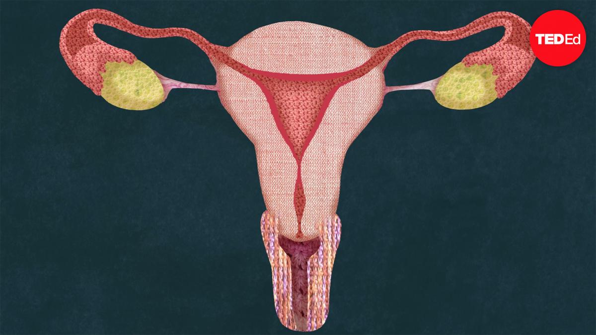 TED-Ed: Why do women have periods? | TED Talk