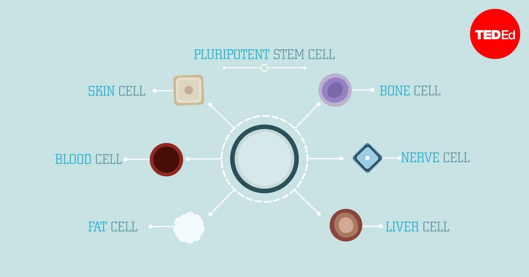 Craig A Kohn What Are Stem Cells Ted Talk