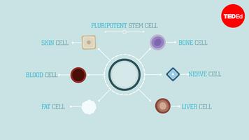 Craig A. Kohn: What are stem cells?