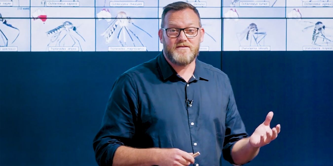 How to design mosquitoes out of cities