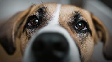 Alexandra Horowitz: Why all dogs are good dogs