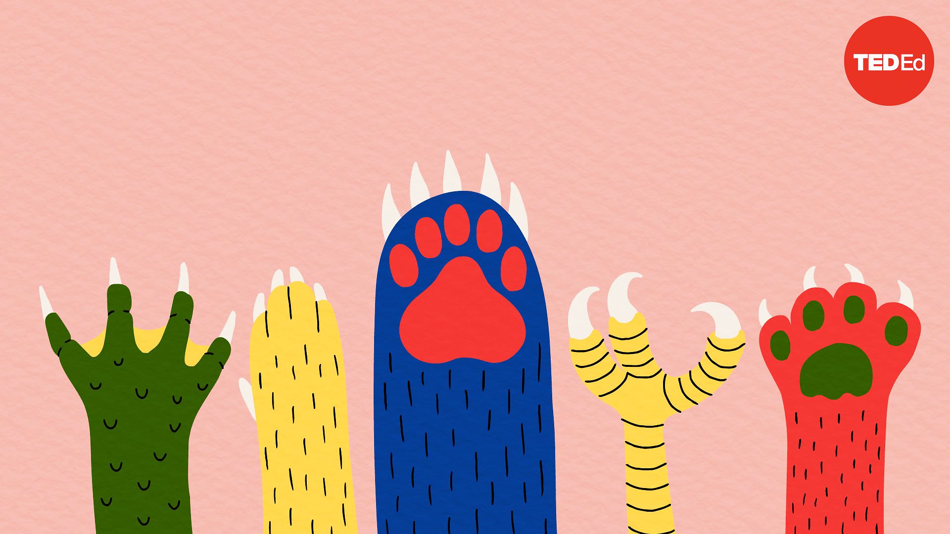 Matthew Borths Claws vs. nails TED Talk