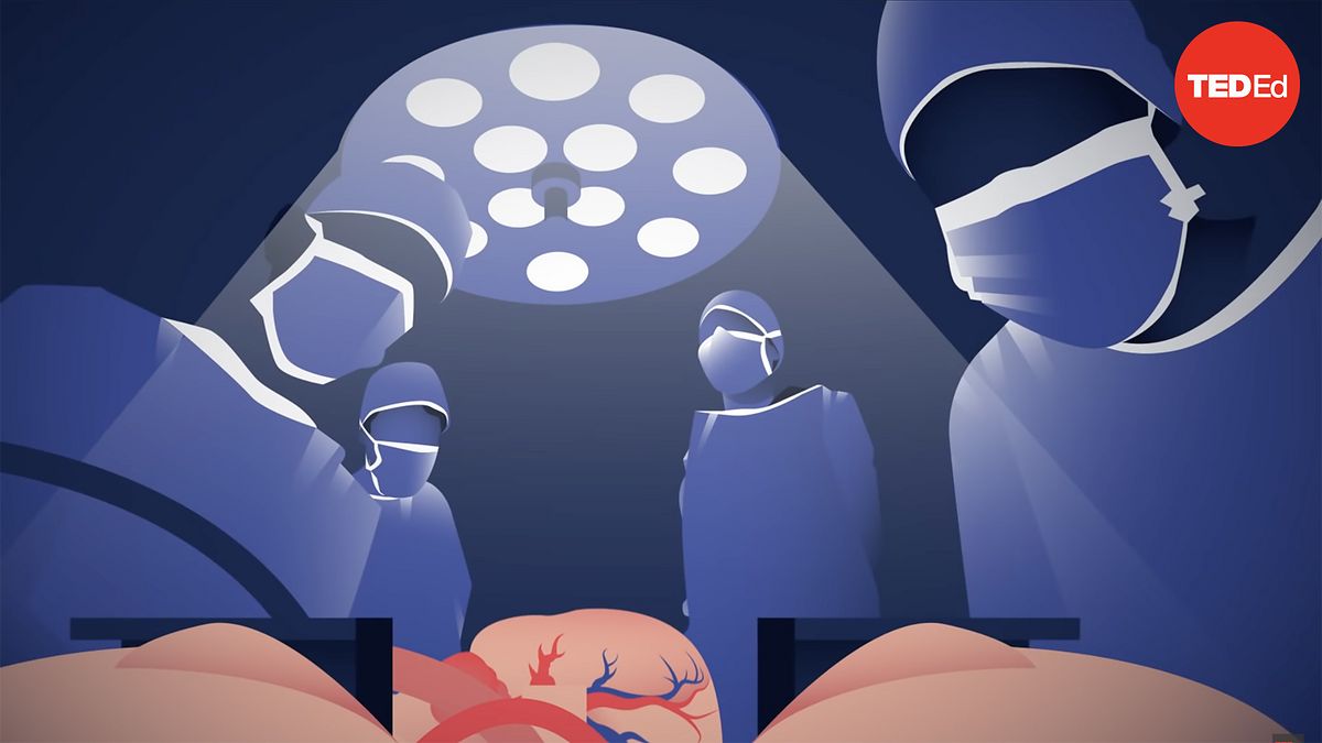 The Most Popular TED Ed Lessons Of 2022 TED Talks The most popular ted ed lessons of 2022 ted talks