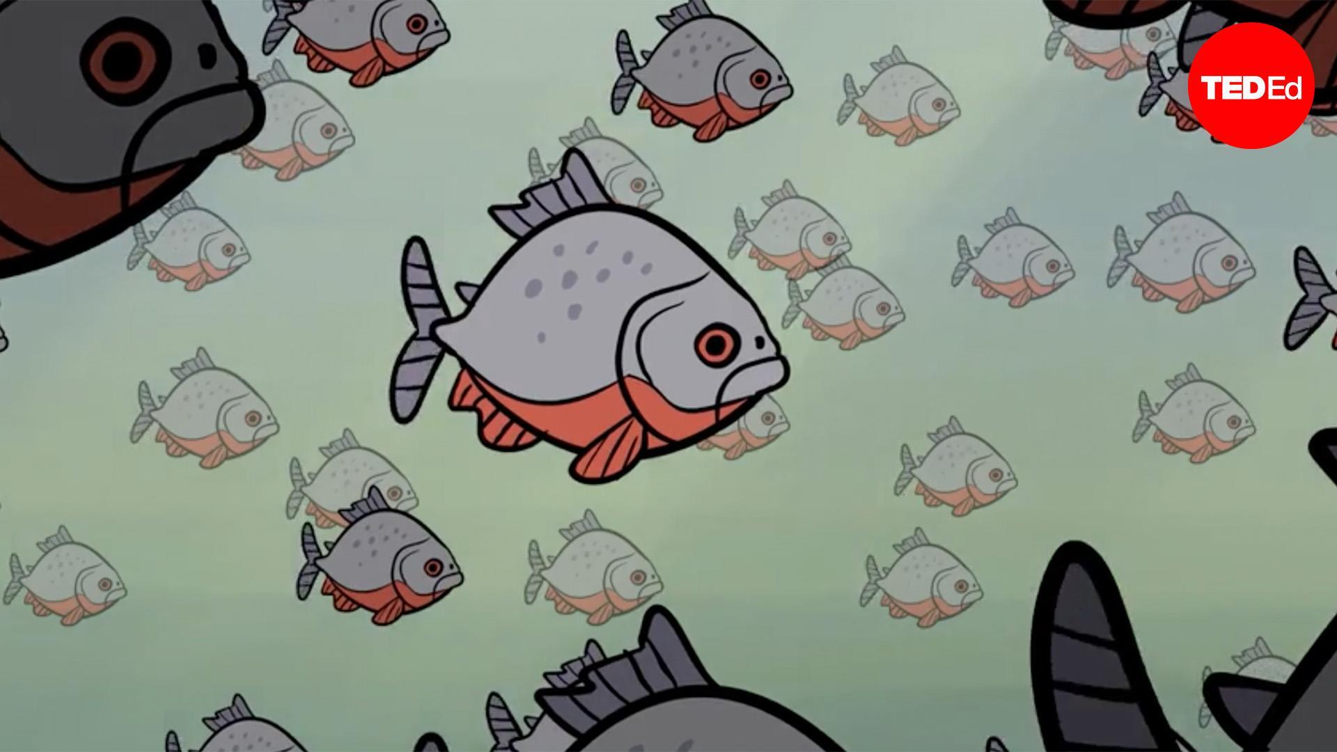 What happens when you fall into piranha-infested waters? 