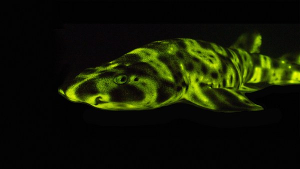 David Gruber: Glow-in-the-dark sharks and other stunning sea creatures
