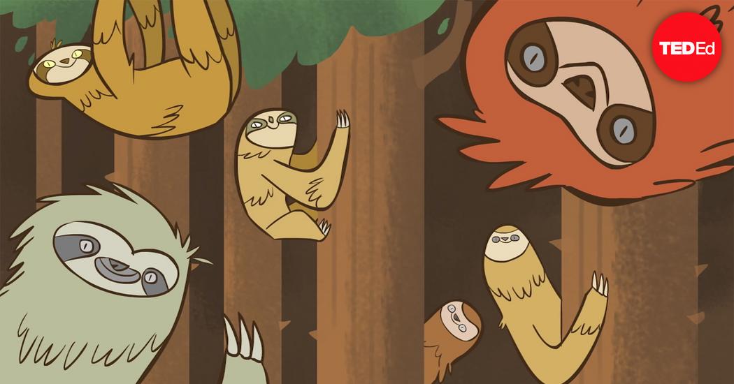 Why Sloths Slow Why Sloths Slow