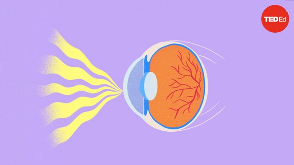 Thomas W. Cronin: Which animal has the best eyesight?