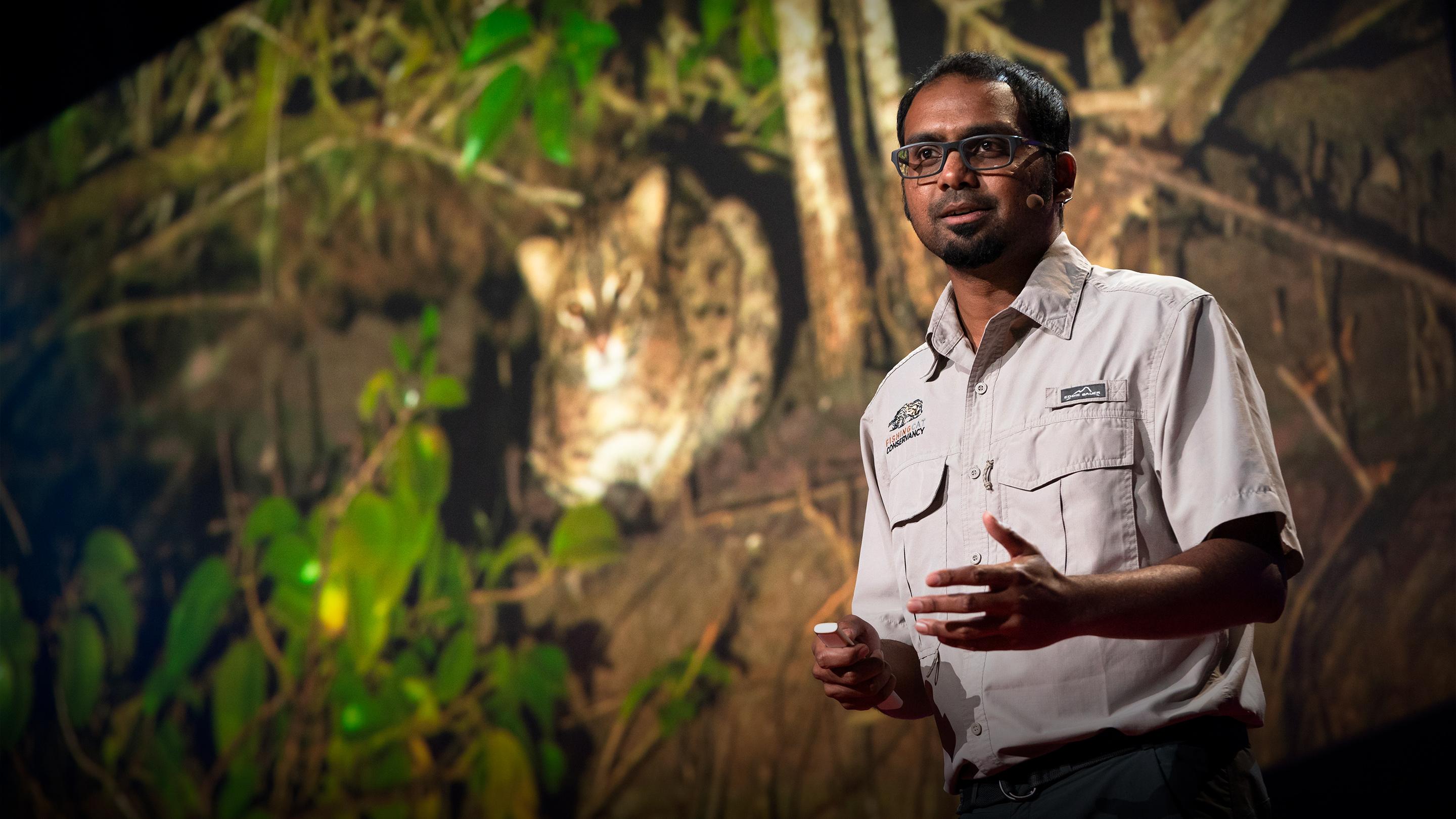 Связь между кошками-рыболовами и сохранением мангровых лесов | Ашвин Найду