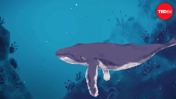 Stephanie Sardelis: Why do whales sing?