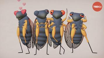 Rose Eveleth: Cicadas: The dormant army beneath your feet