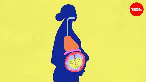 TED-Ed: The surprising effects of pregnancy