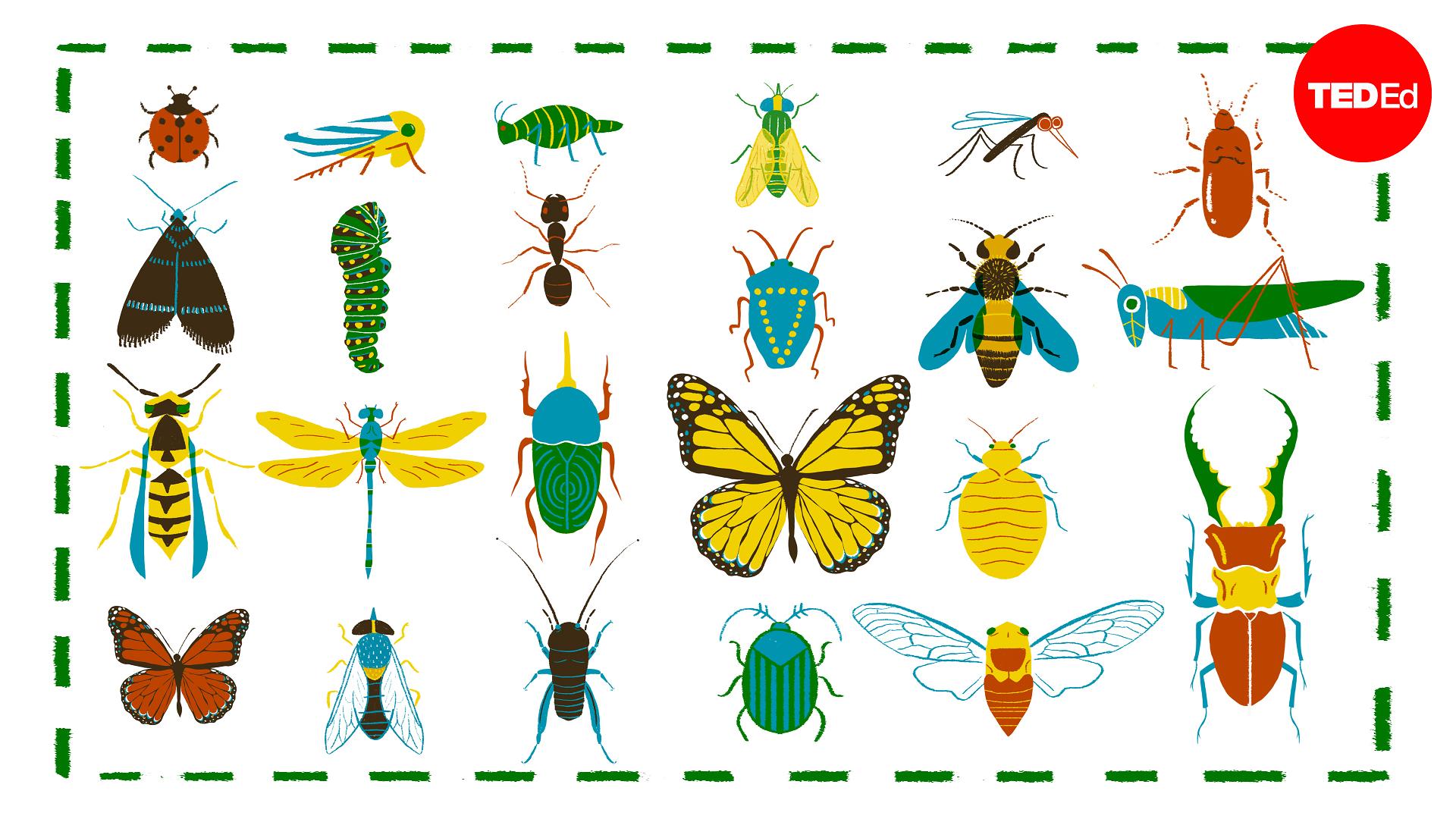 Knowing Insects Anika Hazra: A simple way to tell insects apart | TED Talk
