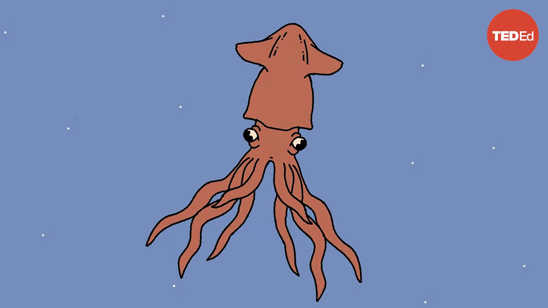 These squids can fly... no, really