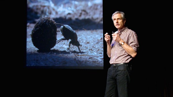 Marcus Byrne: The dance of the dung beetle