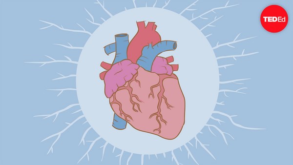 Edmond Hui: How the heart actually pumps blood