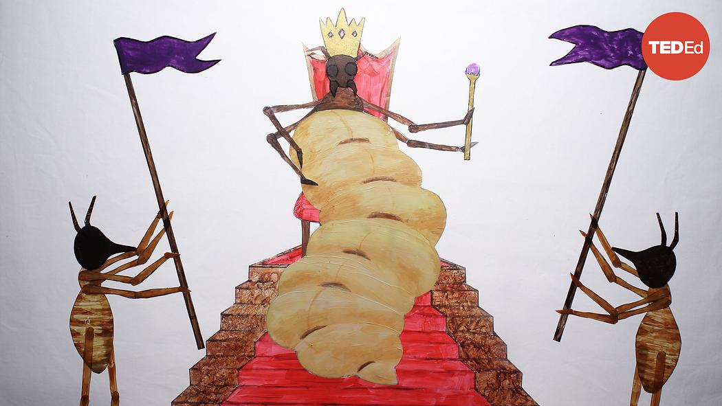 Barbara Thorne: Coneheads, egg stacks and anteater attacks: The reign ...