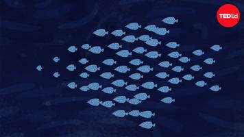 Nathan S. Jacobs: How do schools of fish swim in harmony?