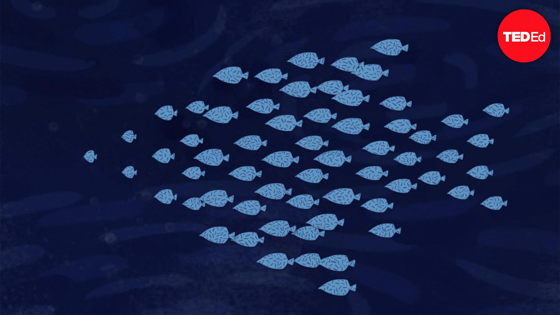 Nathan S. Jacobs: How do schools of fish swim in harmony? | TED Talk
